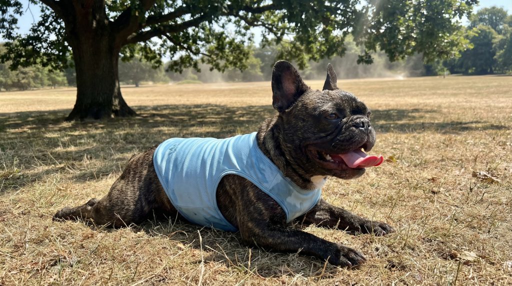 French Bulldog panting on a hot day, wearing a cooling vest to prevent heatstroke.